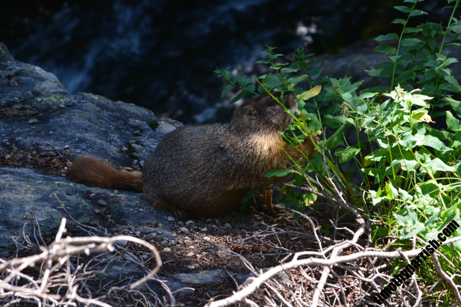 Marmot